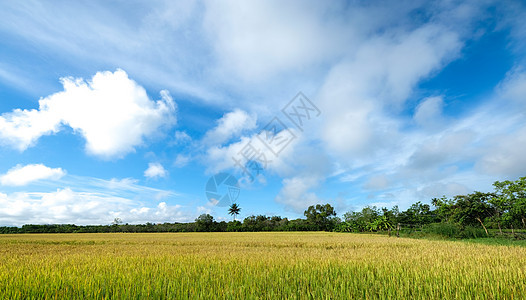 农村一个成熟的稻米团金田 在农村图片