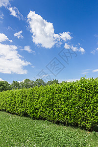 与天空对立生长植物栅栏白色衬套修剪叶子草地花园公园图片