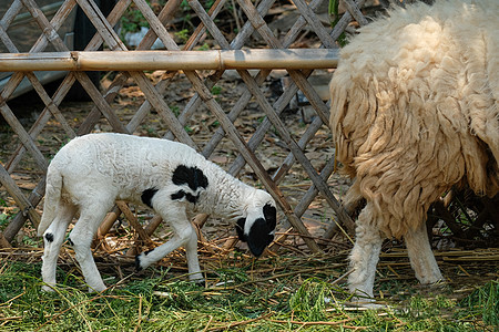母亲和婴儿羔羊青年白色羊毛哺乳动物农场农业妈妈女性动物羊肉图片