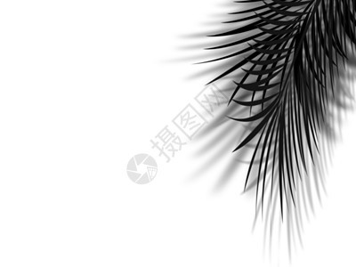 在空的白色墙壁和whit的棕榈叶阴影图片