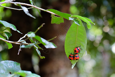 雨林中的红色大甲虫图片