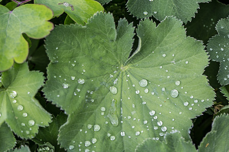 女用大衣的叶子和雨滴披风绿色反思漏斗状树叶女士珍珠叶脉图片