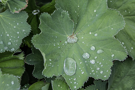 女用大衣的叶子和雨滴树叶绿色反思披风女士叶脉漏斗状珍珠图片