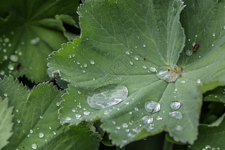 女用大衣的叶子和雨滴绿色树叶漏斗状反思叶脉披风珍珠女士图片