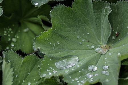 女用大衣的叶子和雨滴反思叶脉珍珠女士树叶披风绿色漏斗状图片