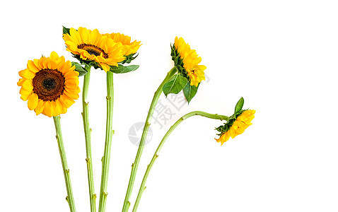 白上孤立的向日葵绿色圆圈幸福花园黄色活力植物群植物季节太阳图片