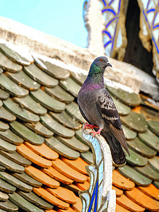 寺院屋顶上的鸽子黑色灰色白色野生动物荒野绿色蓝色翅膀动物羽毛背景图片