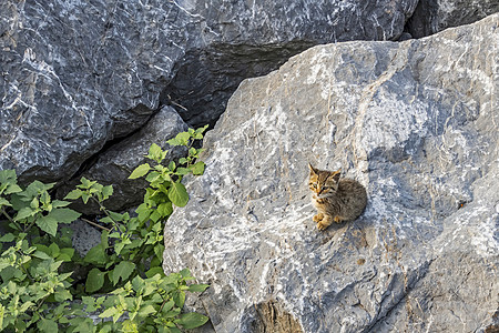 石墙背景和小猫哺乳动物旅行眼睛虎斑动物毛皮猫科环境自由野生动物图片