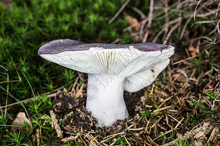 草丛森林里的斯拉特蘑菇白色针叶林森林帽子绿色板条土壤小屋棕色图片