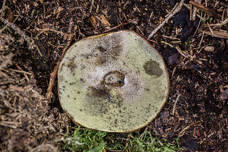 一个可怜的蘑菇的蘑菇盖帽从下面森林孢子野猪小屋土壤帽子实体棕色图片