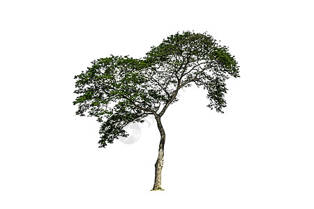 白色背景上孤立的树绿色植物生活收藏树木纸牌阔叶生长单人孤独生态图片
