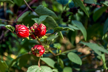 Roselle种植或果汁饮料萼片花环输液国家味道食物热带芙蓉图片