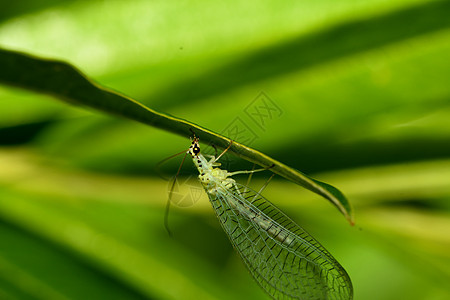 普通金眼坐在草地上甲虫蚂蚁捕食者宏观蝴蝶漏洞蚊子动物毛虫图片