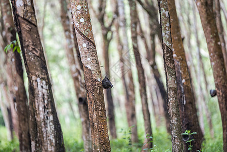 在橡胶树种植园一排的橡胶树橡皮收获牛奶木头场景植物群丛林段落车道森林图片