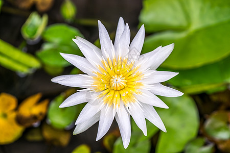 莲花花热带水柱植物百合荷花花瓣药品花朵宏观美丽花园反射图片