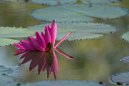莲花花Lotus或Nelumbo活力宏观植物反射美丽紫色池塘荷花花园叶子图片