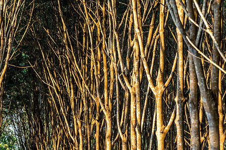 在橡胶树种植园一排的橡胶树树干木头橡皮收获材料衬套牛奶丛林液体乳胶图片