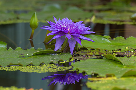 莲花花紫色药品花朵区系叶子活力池塘花园反射花瓣荷花图片