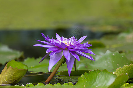 莲花花紫色宏观药品池塘荷花活力反射植物花园百合花朵图片