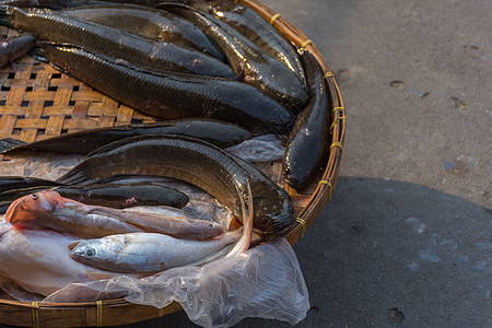 市场上的淡水淡水鱼市场农场团体眼睛食物零售海鲜钓鱼烹饪美食动物图片