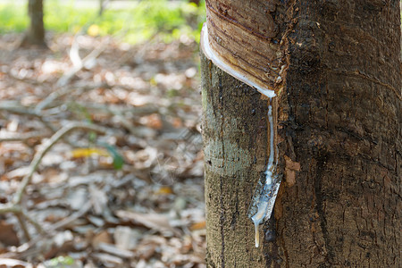 从橡胶树上滴出的天然乳胶农场液体农业生长材料商品来源橡皮流动森林图片