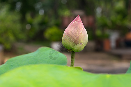 花朵粉红色绿色图片