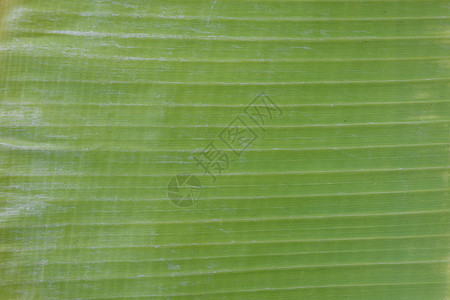 香蕉叶纹理装饰艺术风格房间木地板建筑学房子空白绿色单板图片