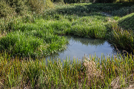 沼泽土地作为河的湿地池塘水坑反射护城河草地芦苇反思蓝色狐尾沼泽地图片