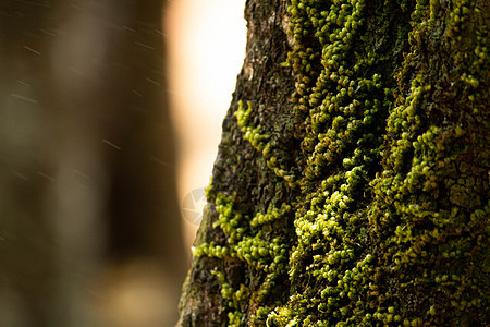 泰国清迈森林树干上的绿色苔藓图片
