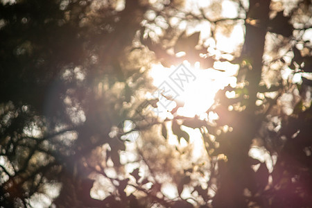 森林中的树枝 阳光照耀 焦点柔软 自然背景模糊 掌声树木环境公园树梢蓝色叶子框架树叶树干木头图片