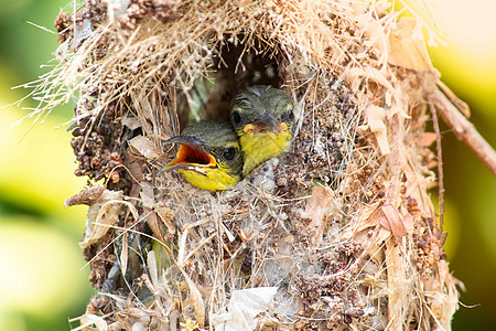 橄榄背太阳鸟家族特写鸟巢里的小鸟挂在树枝上等待妈妈送来的食物 亚洲常见的鸟类 它会重复使用废料作为筑巢材料 选择性的焦点荒野猎物图片