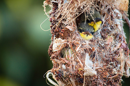 橄榄背太阳鸟家族特写鸟巢里的小鸟挂在树枝上等待妈妈送来的食物 亚洲常见的鸟类 它会重复使用废料作为筑巢材料 选择性的焦点公园生活图片