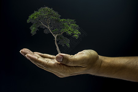 握着一棵树的手农业地球手臂幼苗生活植物环境种植叶子园艺图片