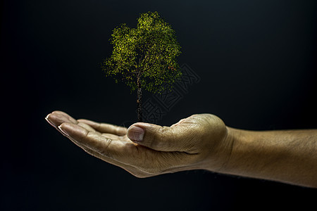 握着一棵树的手手臂园艺种植生活地球盆栽叶子环境幼苗农业图片