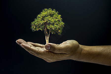 握着一棵树的手生长地球种植生活植物男人盆栽幼苗叶子环境图片