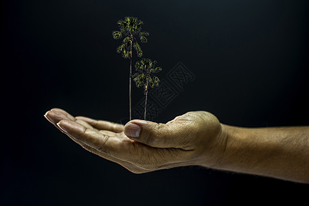 手握着Borassus 贴标签的棕榈树自然硼酸塔拉手臂棕榈男人环境成人男性地球图片