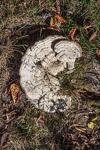 枯木上可怜的树真菌木耳海绵圆形植物菌类粮食绿色棕色森林落叶林图片