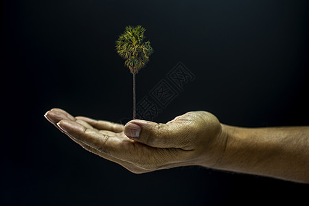 手握着Borassus 贴标签的棕榈树成人地球生活手臂生态男性环境白桦棕榈塔拉图片