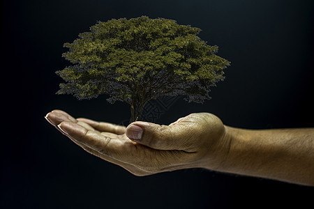 握着一棵树的手植物叶子幼苗园艺生活成人生长种植盆栽男人图片