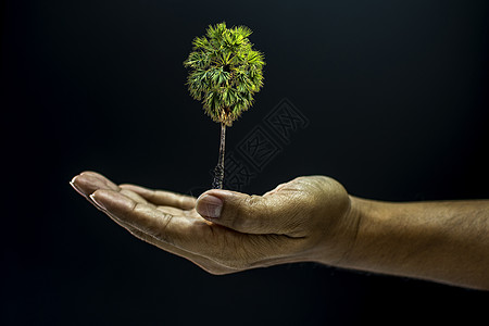 手握着Borassus 贴标签的棕榈树白桦男性成人生态硼酸地球自然塔拉棕榈生活图片