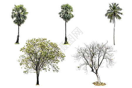 白背景上隔开树的收藏树木季节阴影木头阔叶生长森林植物椰子生活图片