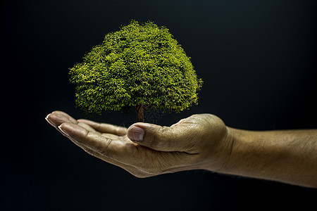 握着一棵树的手生活叶子地球手臂男性生态幼苗种植成人男人图片