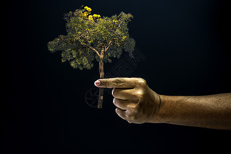 亲手捏手指 因为给一棵树帮助盆栽幼苗地球生活生态生长农业植物园艺图片