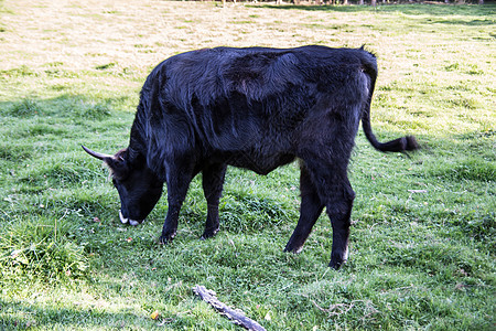 牧中的黑牛牧场奶牛绿色家养牛野牛黑色草地反刍动物喇叭承载者图片
