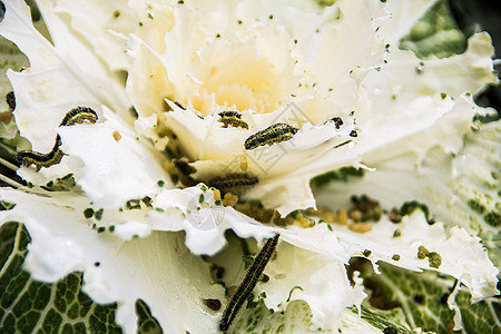 菜菜白卷心菜吃叶子花园食物植物毛毛虫痕迹白菜水果草本植物红色花科图片