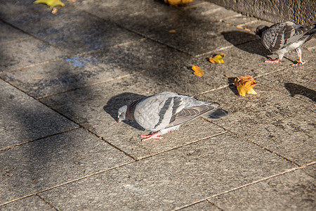 市场上的捕鸽子翅膀沙顿棕色家禽阴影灰色石膏鸟类羽毛图片