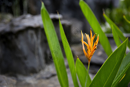 花园中的热带花朵叶子植物植物群橙子植物学花瓣黄色绿色天堂鹦鹉图片