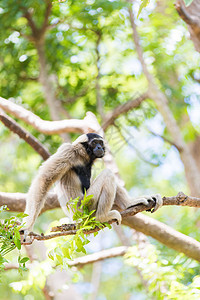 白长袍坐在树枝上灵长类猿猴脸颊濒危哺乳动物森林动物园荒野野生动物动物图片