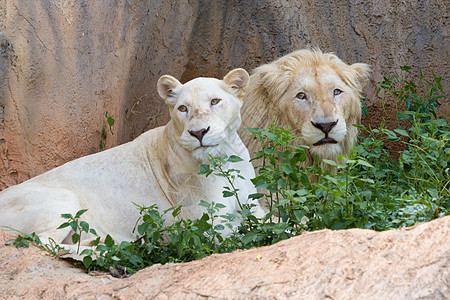 白天休息的男女白狮子 笑声狮子身体野生动物动物动物园草地爪子野猫荒野白色图片