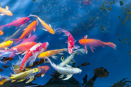 Koi Carps 鱼日本游泳钓鱼池塘动物群宠物异国水族馆锦鲤饮食鲤鱼渔夫图片